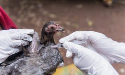 Veterinary inject vaccine to chicken for prevent Poultry Diseases . Avian influenza is highly pathogenic avian influenza (HPAI). "Bird flu" is a similar to "swine ," "dog ," "horse ," or "human flu" .