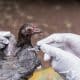 Veterinary inject vaccine to chicken for prevent Poultry Diseases . Avian influenza is highly pathogenic avian influenza (HPAI). "Bird flu" is a similar to "swine ," "dog ," "horse ," or "human flu" .