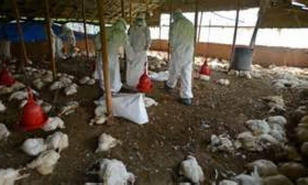 Delta State Government Confirms Bird Flu Outbreak