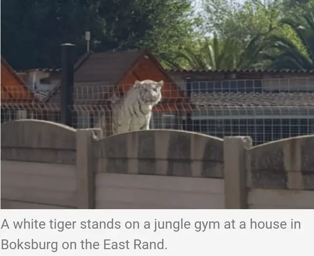 Tigers Living Next Door