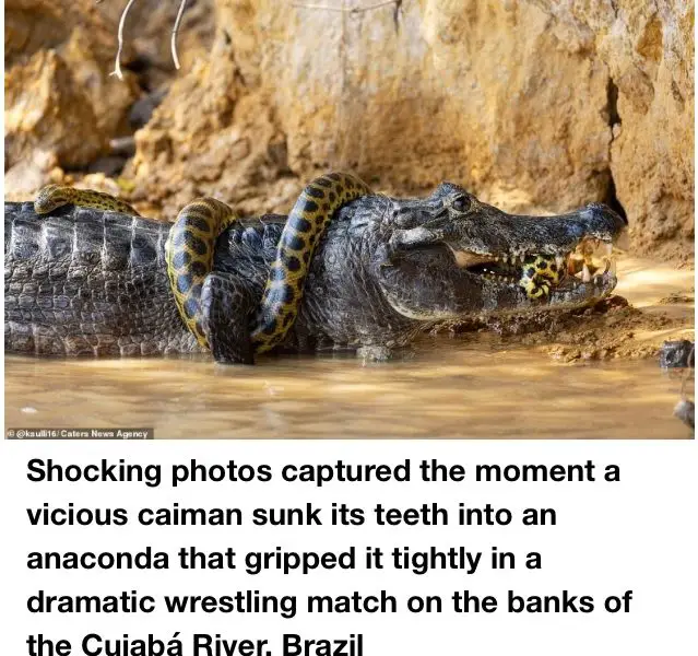 Anaconda Wraps Itself