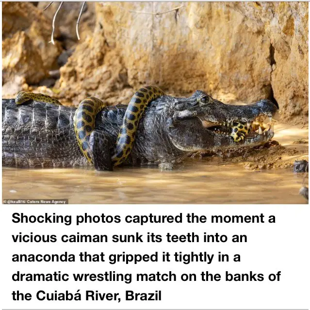 Anaconda Wraps Itself