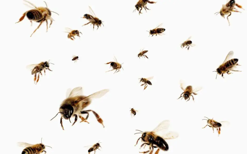 Man allegedly stung by bees