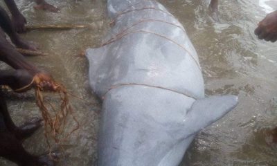 Big Dolphin Caught By Fishermen In Rivers State