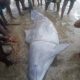Big Dolphin Caught By Fishermen In Rivers State
