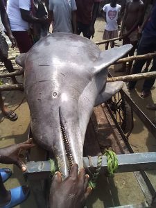 Big Dolphin Caught By Fishermen In Rivers State 2