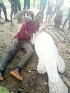 Giant Fish