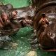 Two Hippopotamus Test Positive For Covid-19