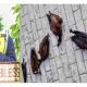 Moment SIX Huge Birds drop dead On Lords Chosen altar