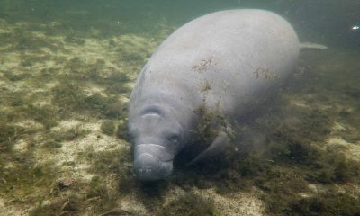 Columbus Zoo Named Rescued Manatees After Lizzo, Cardi B, And Mary-Kate & Ashley Olsen