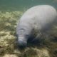 Columbus Zoo Named Rescued Manatees After Lizzo, Cardi B, And Mary-Kate & Ashley Olsen