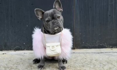 Why thieves are snatching French bulldogs across the US