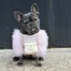 Why thieves are snatching French bulldogs across the US
