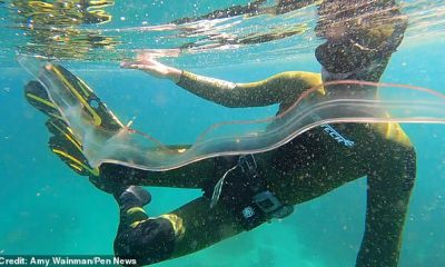 Incredible footage shows the moment Amy Wainman, 36, encounters a ghostly eel-like creature with an almost completely transparent body off the coast of Cape Town in South Africa