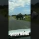 Elephant Attacks Car In South Africa Video Goes Viral On Social Media