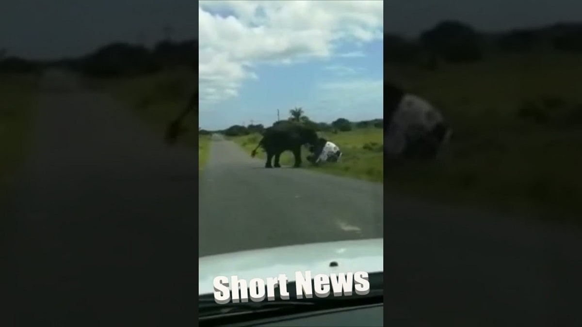 Elephant Attacks Car In South Africa Video Goes Viral On Social Media