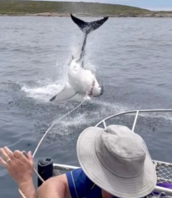 The huge shark leaps clear of the water just feet from a tourist boat