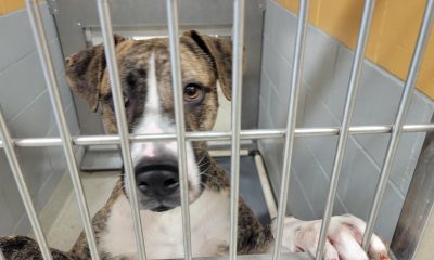 Shelters are full! Jacksonville Humane Society offering free large dog adoptions