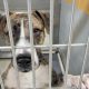 Shelters are full! Jacksonville Humane Society offering free large dog adoptions