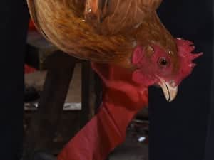 Bird flu found in Virginia, Kentucky