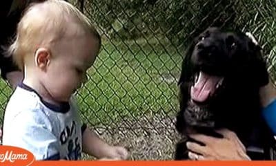 Family Dog Becomes Aggressive Towards Babysitter, Parents Decide to Spy on Her