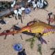 Dozens of Bizarre Rare Creatures wash up on Australian beaches