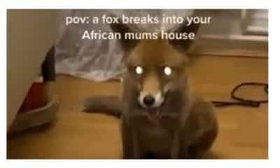 African mother goes spiritual as a fox breaks into her house and makes itself comfortable