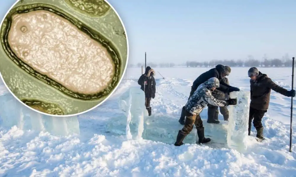 French scientists revive 'zombie virus' trapped for almost 50,000 years in Russia